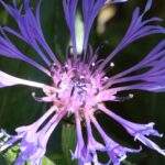 Photo cornflower color