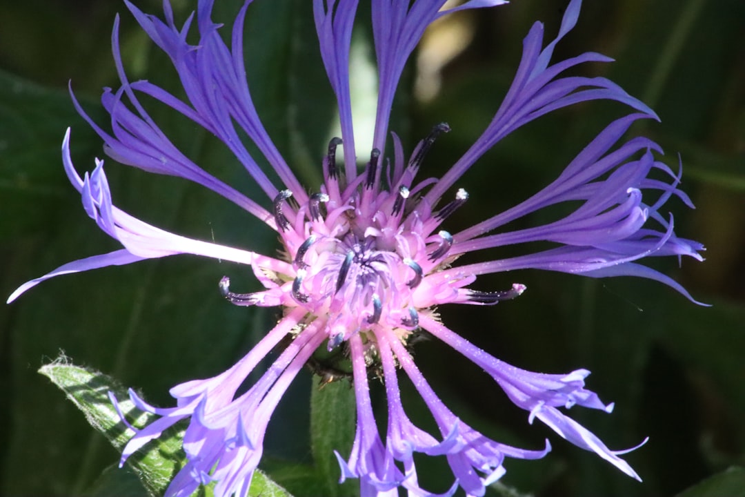 Photo cornflower color